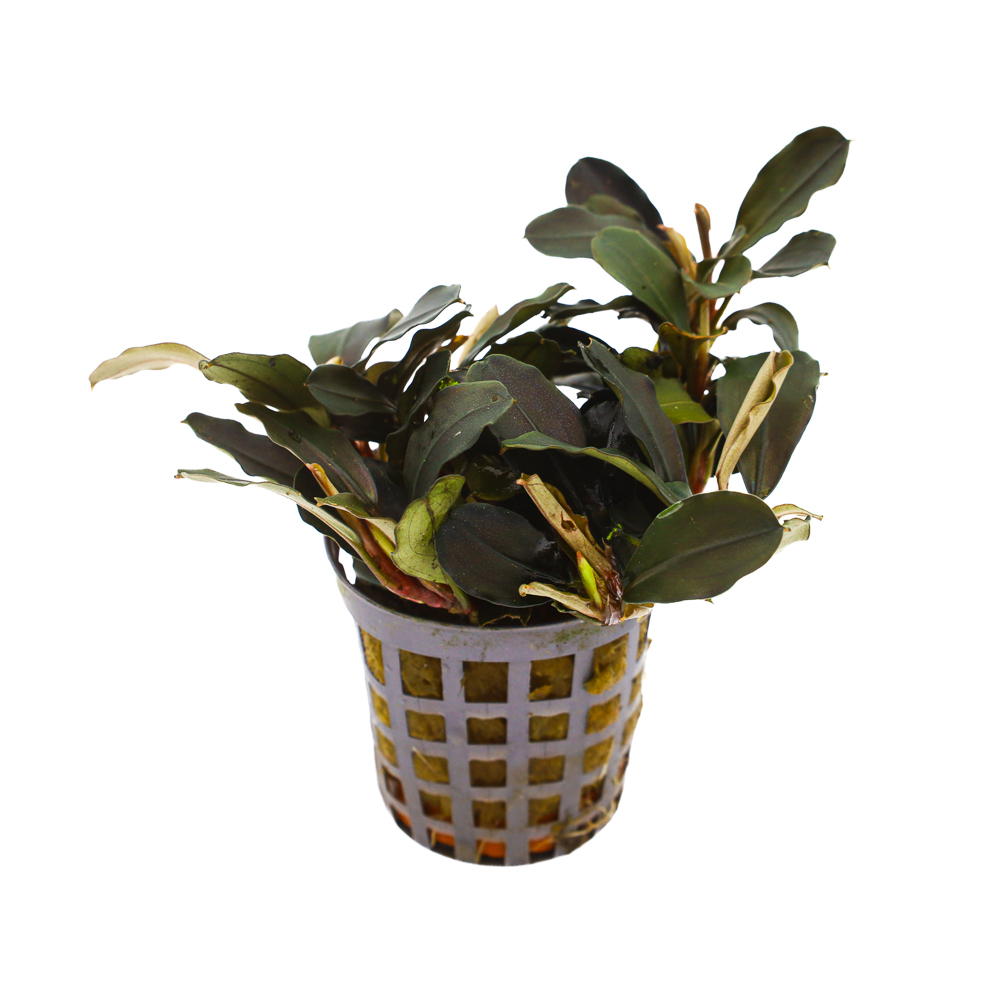 MASTA Bucephalandra Lamandau roślina do akwarium